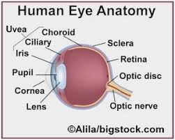 Human Eye Anatomy